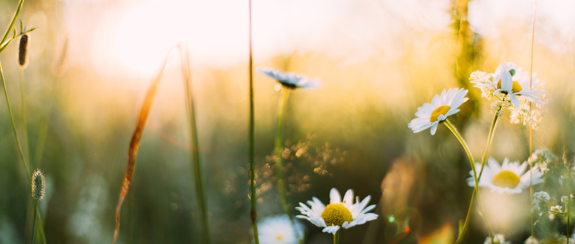 Hello Spring Run 2023